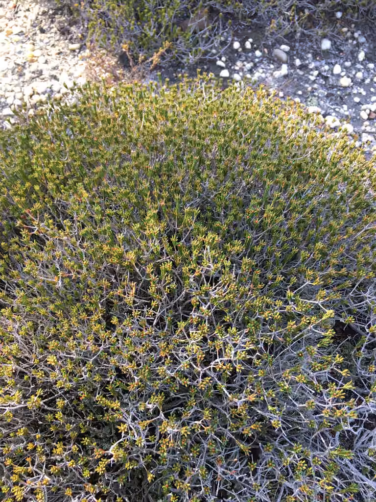 Broom-crowberry, photo 1 of 5