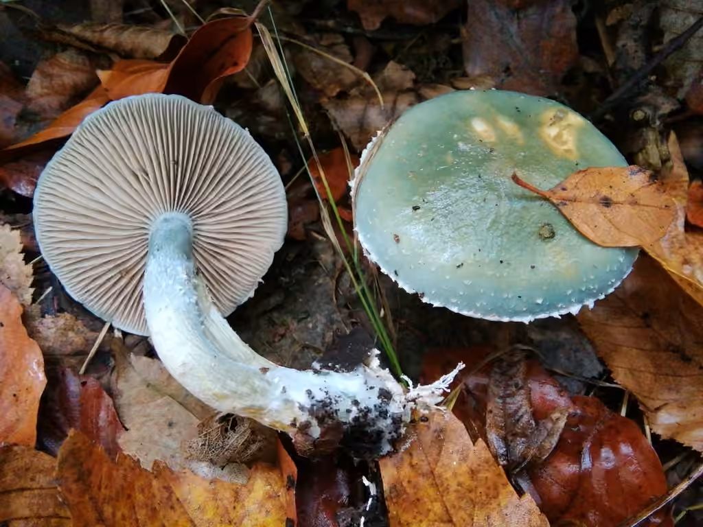 Strophaire vert-de-gris, photo 2 sur 5
