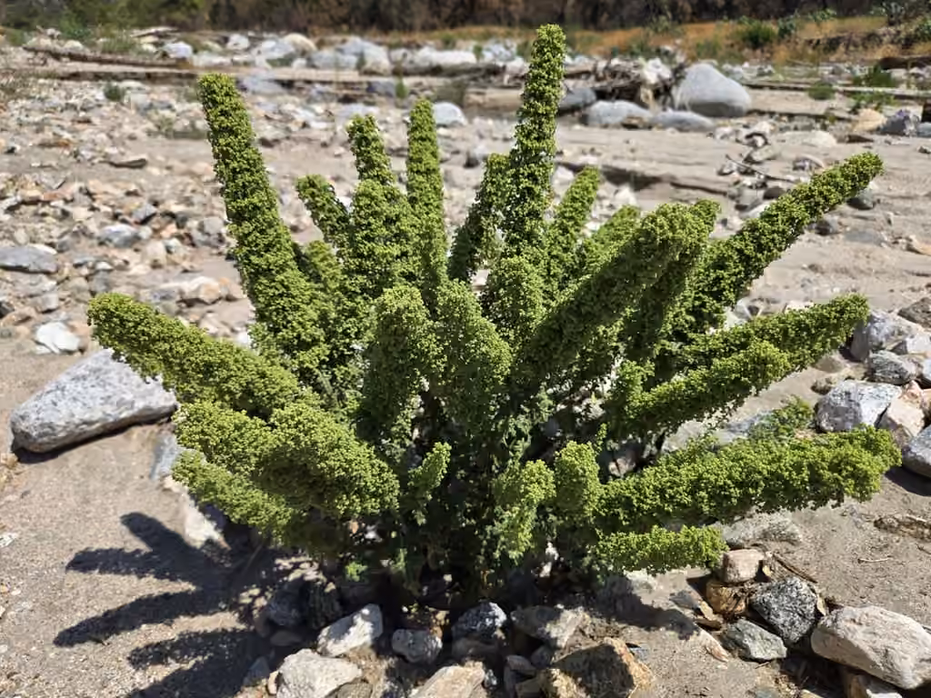 Chénopode botrys, En boutons