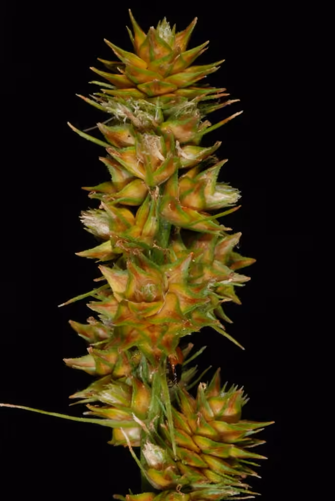 Carex à gaine tronquée, En fruits