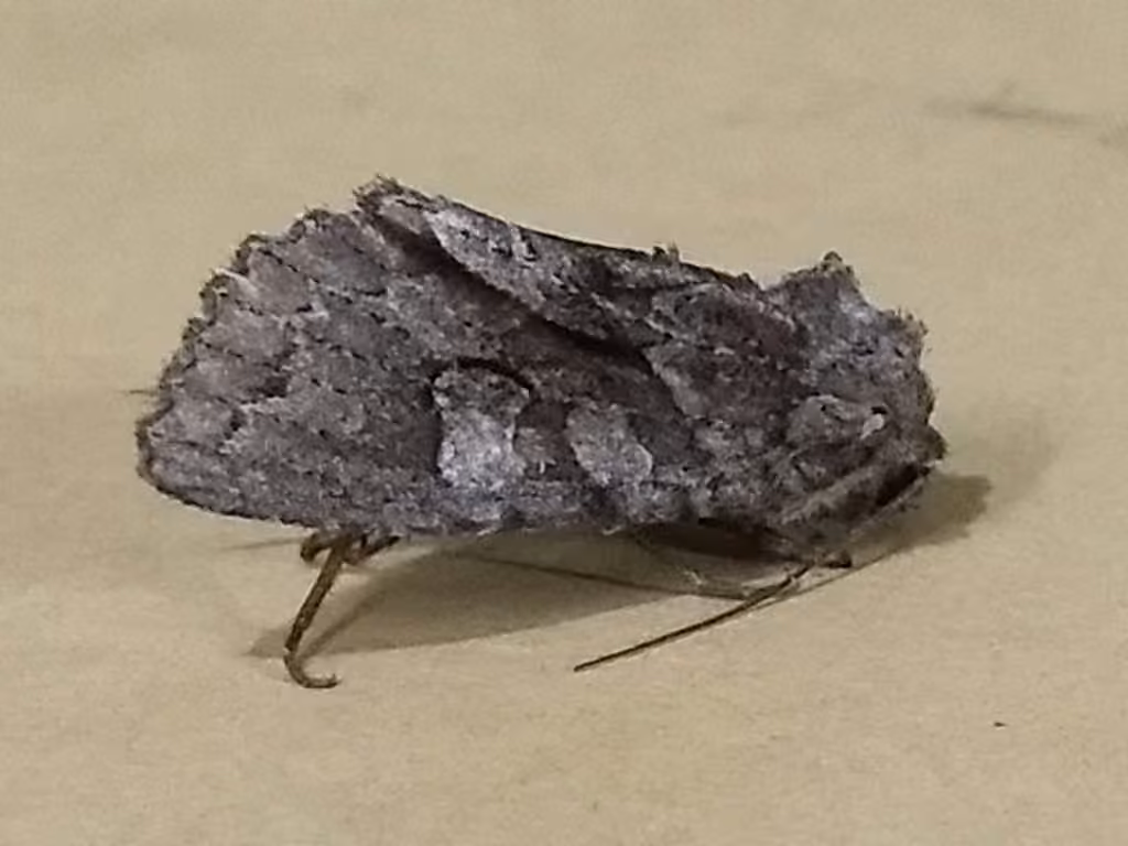 Acadian Sallow, Adult