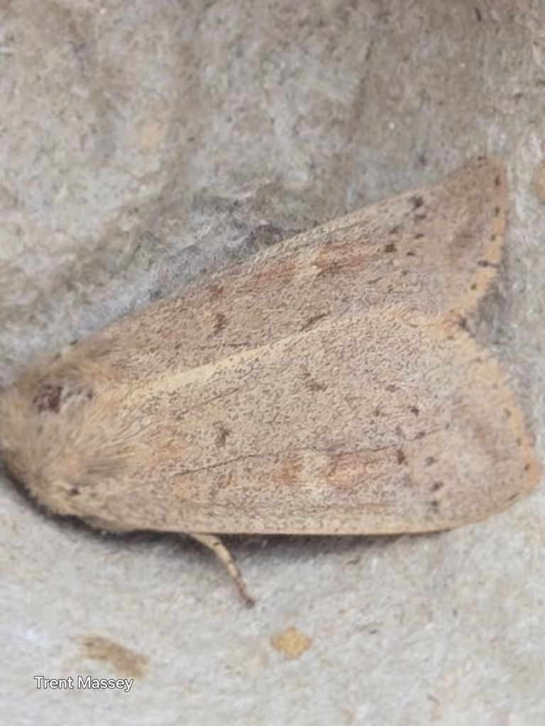 False Wainscot, Adulte