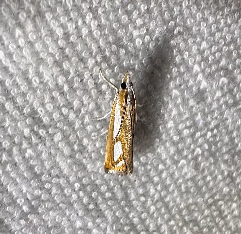 Two-banded Catoptria Moth, photo 2 sur 5