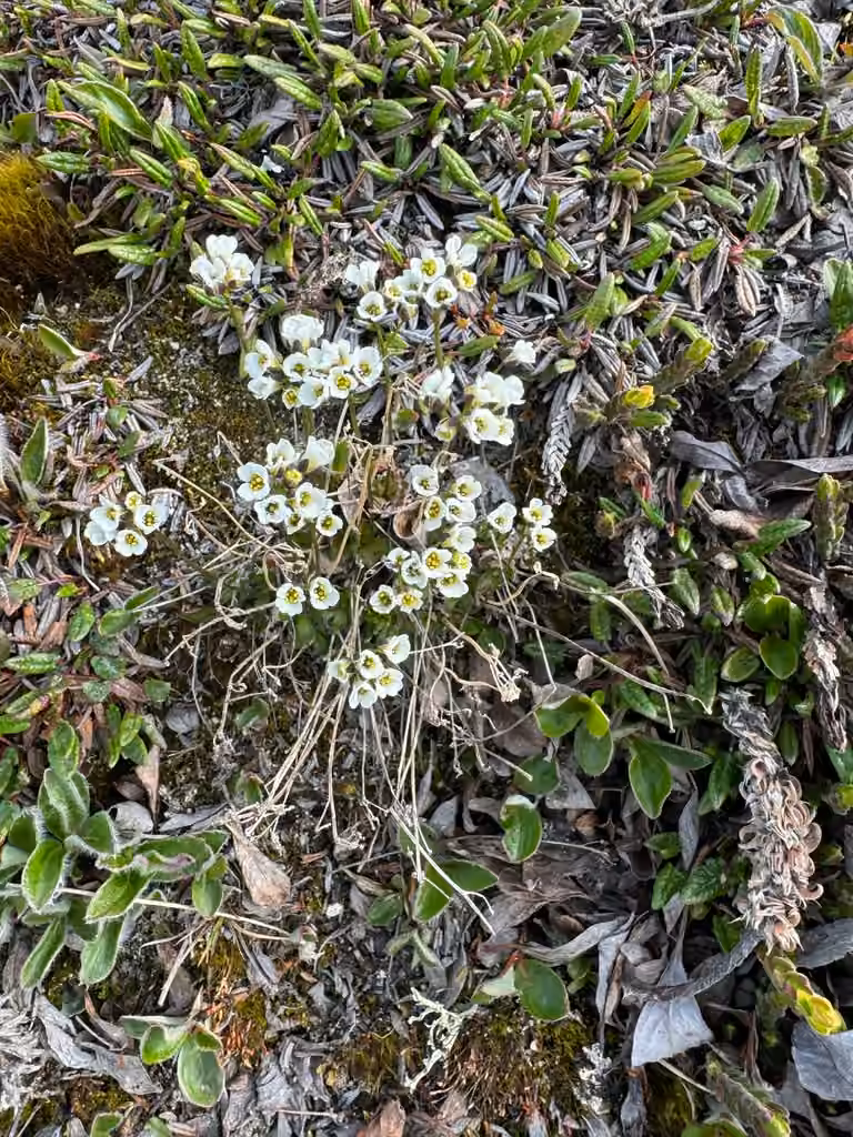 Drave laiteuse, En fleurs