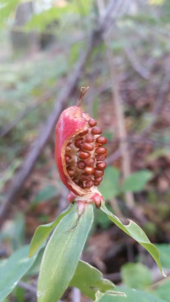 Trille ondulé, En fruits