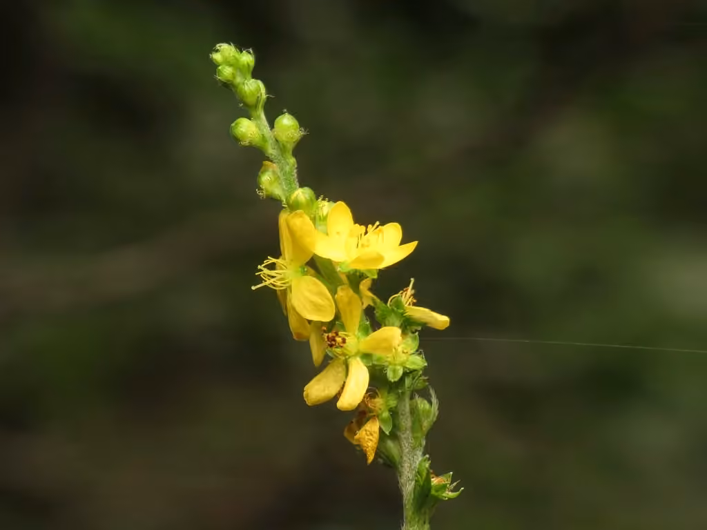 Aigremoine pubescente, En fleurs