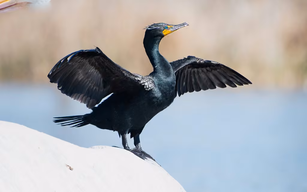 Cormoran à aigrettes