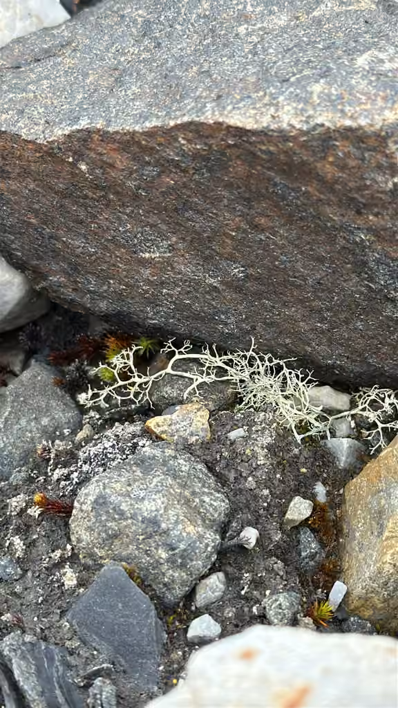 Alpine Sulphur-tresses, photo 3 of 5