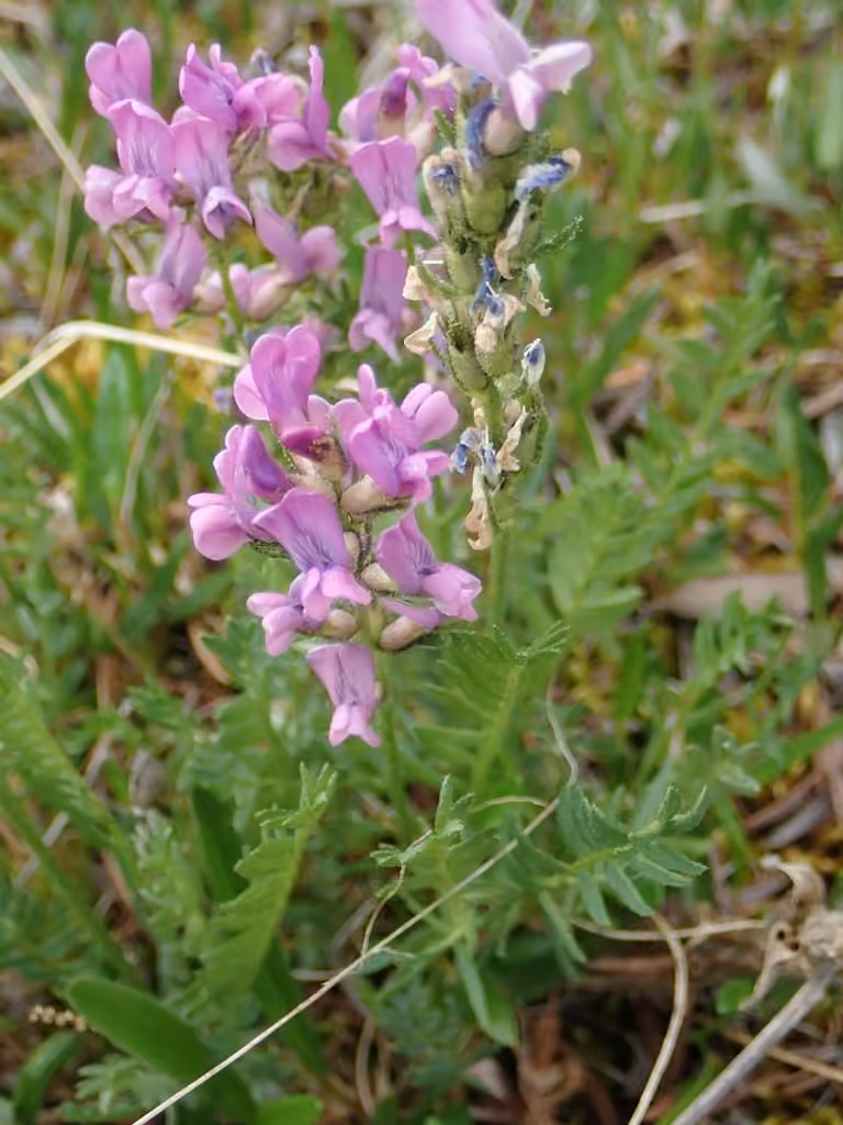 Boreal locoweed, In fruit