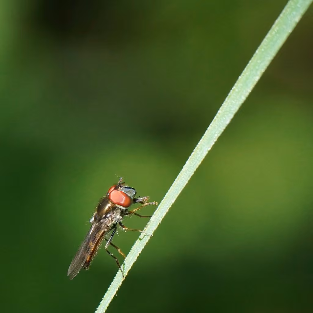 Syrphe enténébré, Mâle