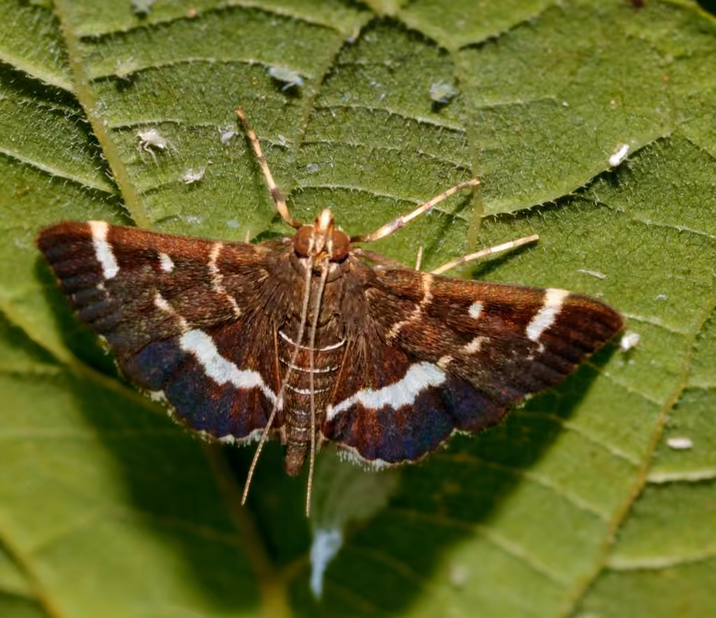 Spotted Beet Webworm Moth, photo 1 sur 5