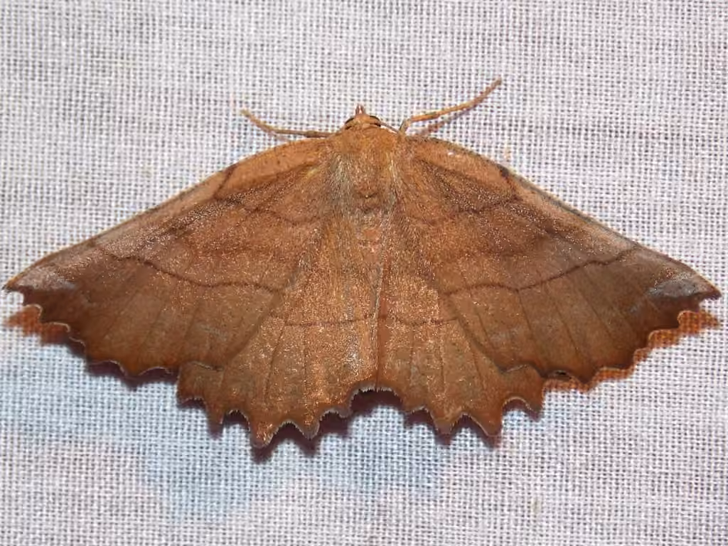 Johnson's Euchlaena Moth, photo 1 of 5