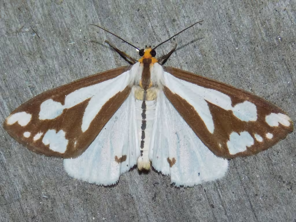 Confused Haploa Moth, Adult