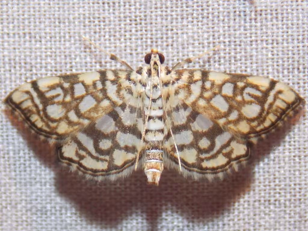 Bog Lygropia Moth, photo 3 sur 5