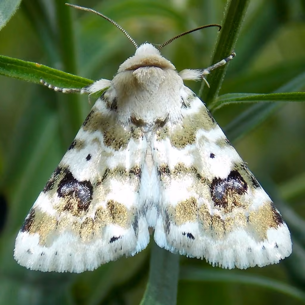 Goldenrod Flower Moth, photo 3 of 5