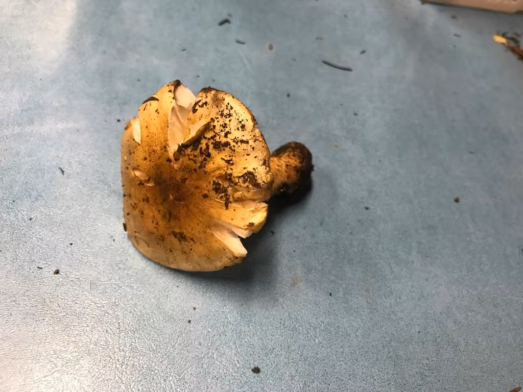 Tricholoma intermedium, photo 2 sur 5