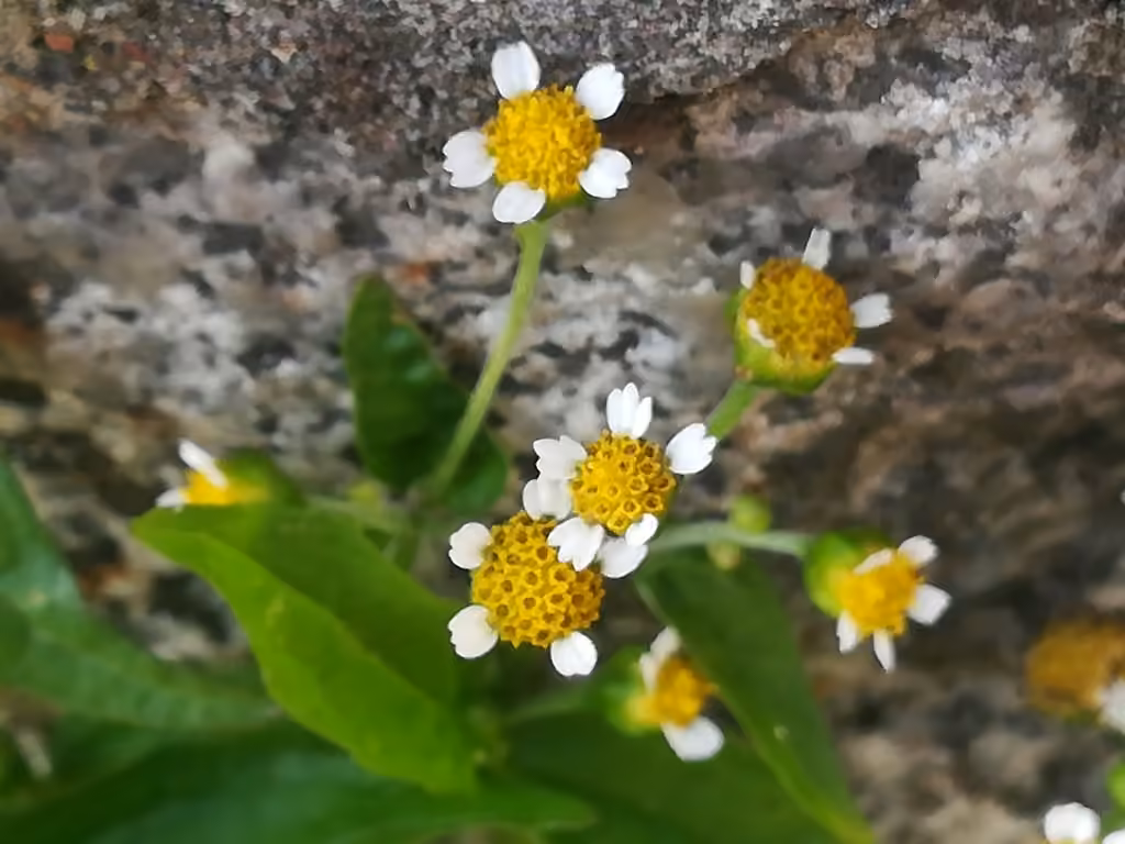 Galinsoga à petites fleurs, photo 1 sur 5