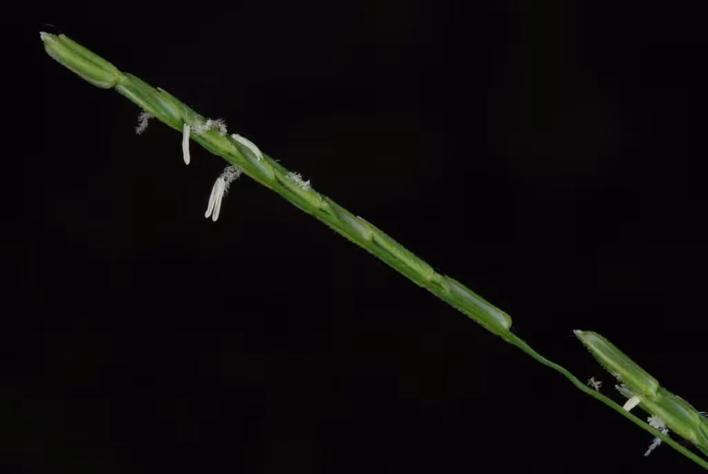 White cutgrass, In flower