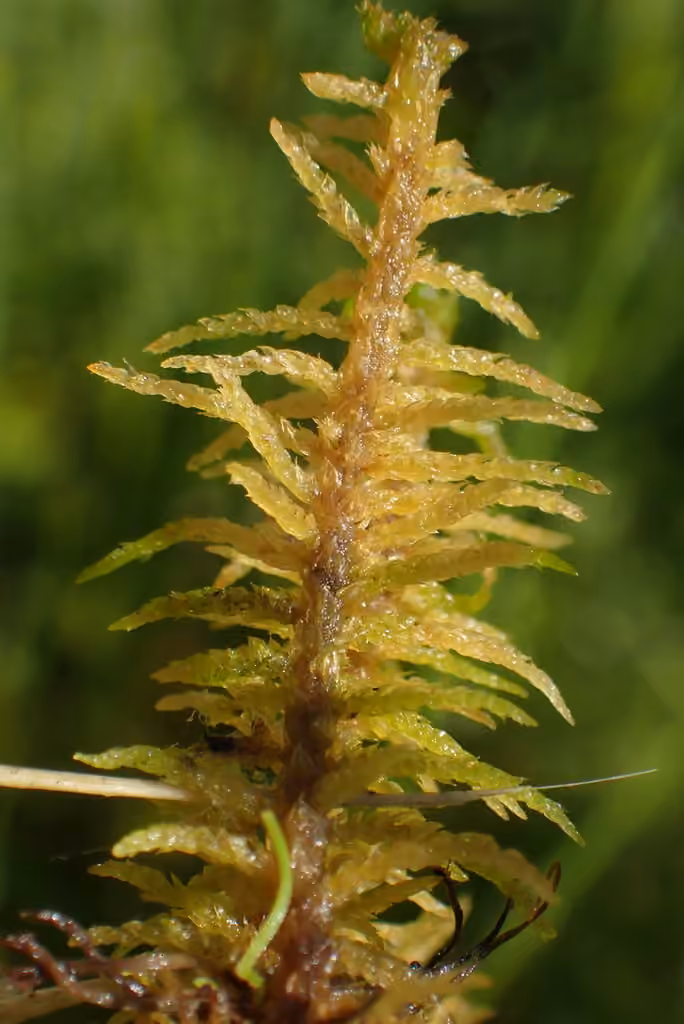 Blandow's helodium moss, photo 1 of 5