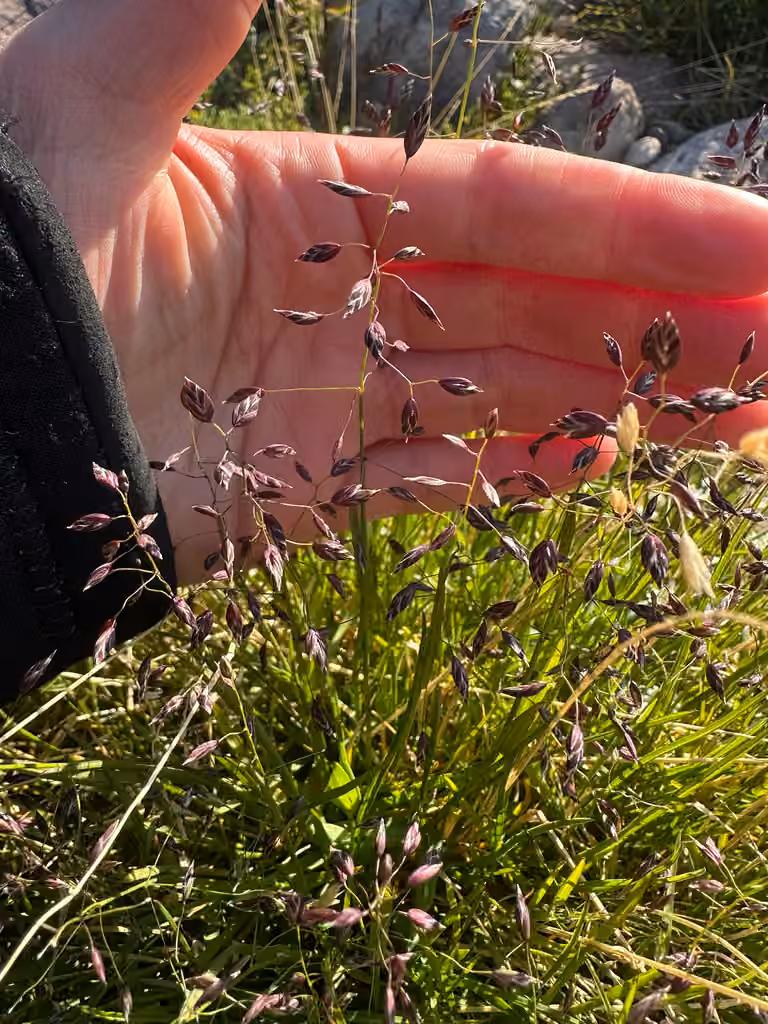 Arctic bluegrass, In flower