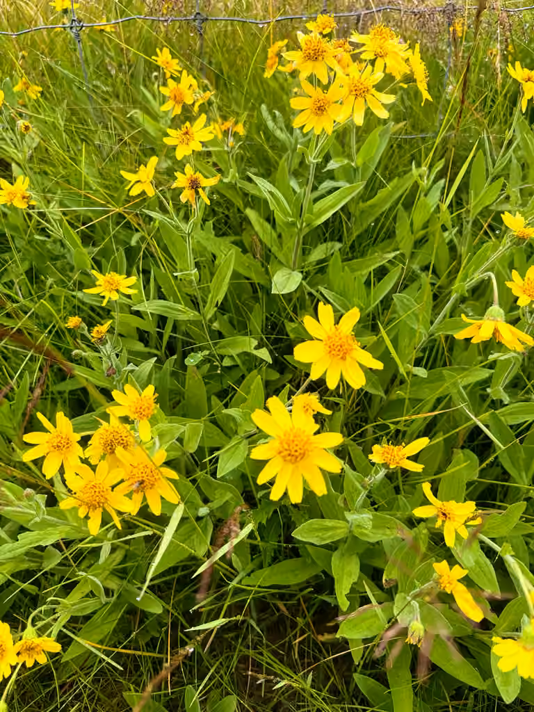 Chamisso arnica