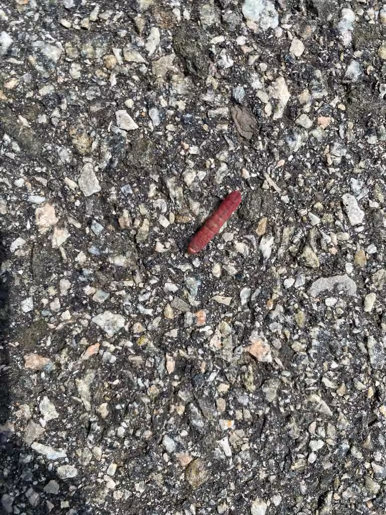 Dark Marathyssa Moth, Chenille