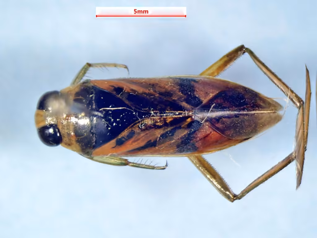 Island back swimmer, Adult