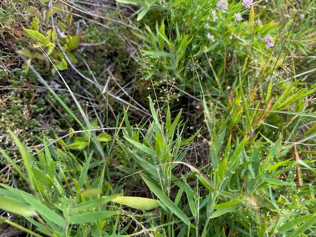 Peat grass, In flower