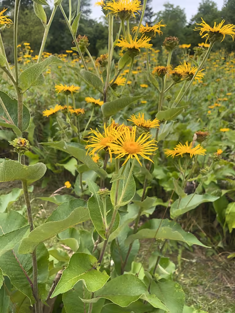 Elecampane inula