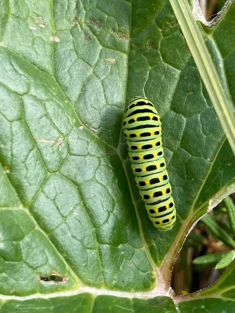 Machaon, Chenille
