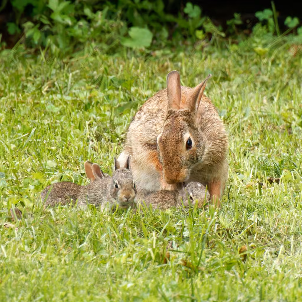 Lapin à queue blanche, Juvénile