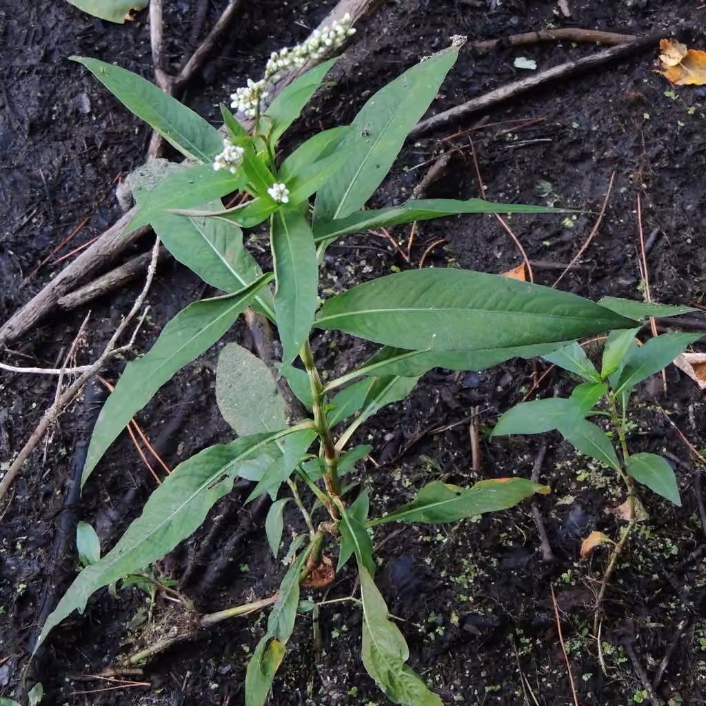 Stout smartweed, photo 1 of 5