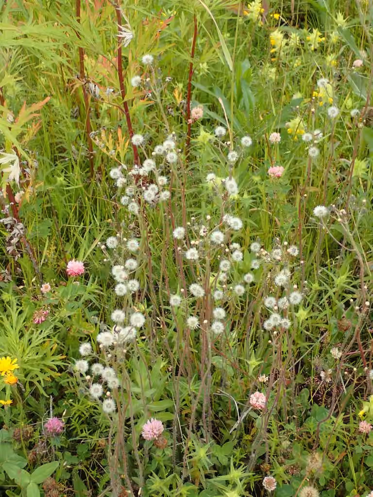Épervière à fleurs nombreuses, En fruits