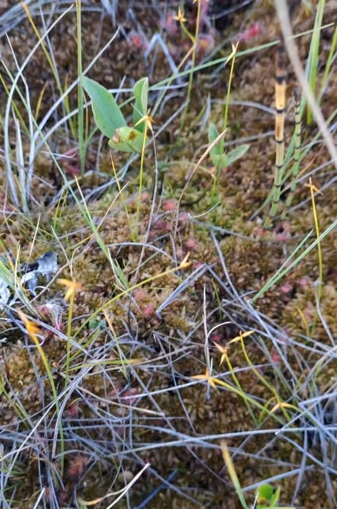 Carex pauciflore, En fleurs