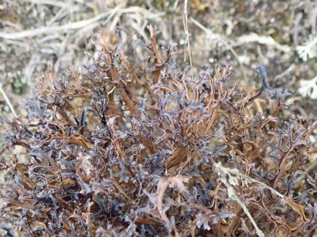Cetraria lichen, photo 3 of 5