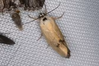 Yellowish Bird-dropping Moth, photo 2 of 5