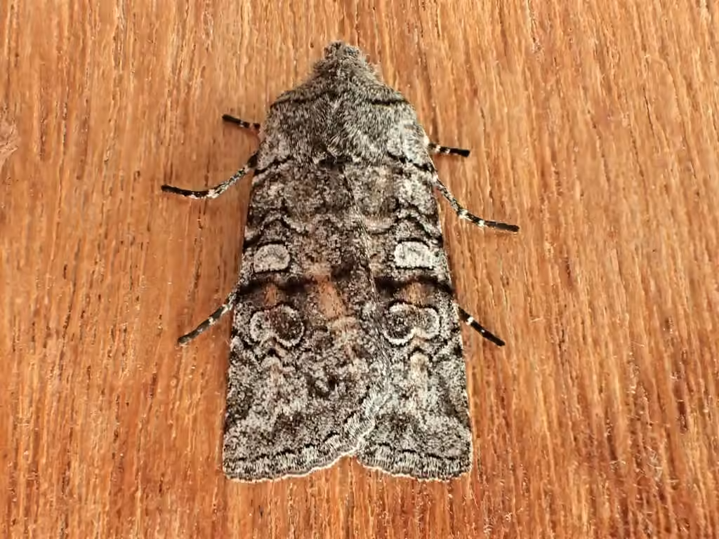 False Pinion Moth, photo 1 sur 5