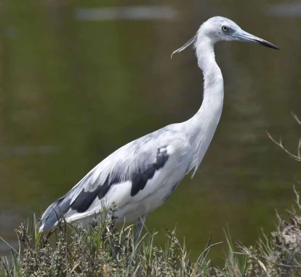 Aigrette bleue, Juvénile