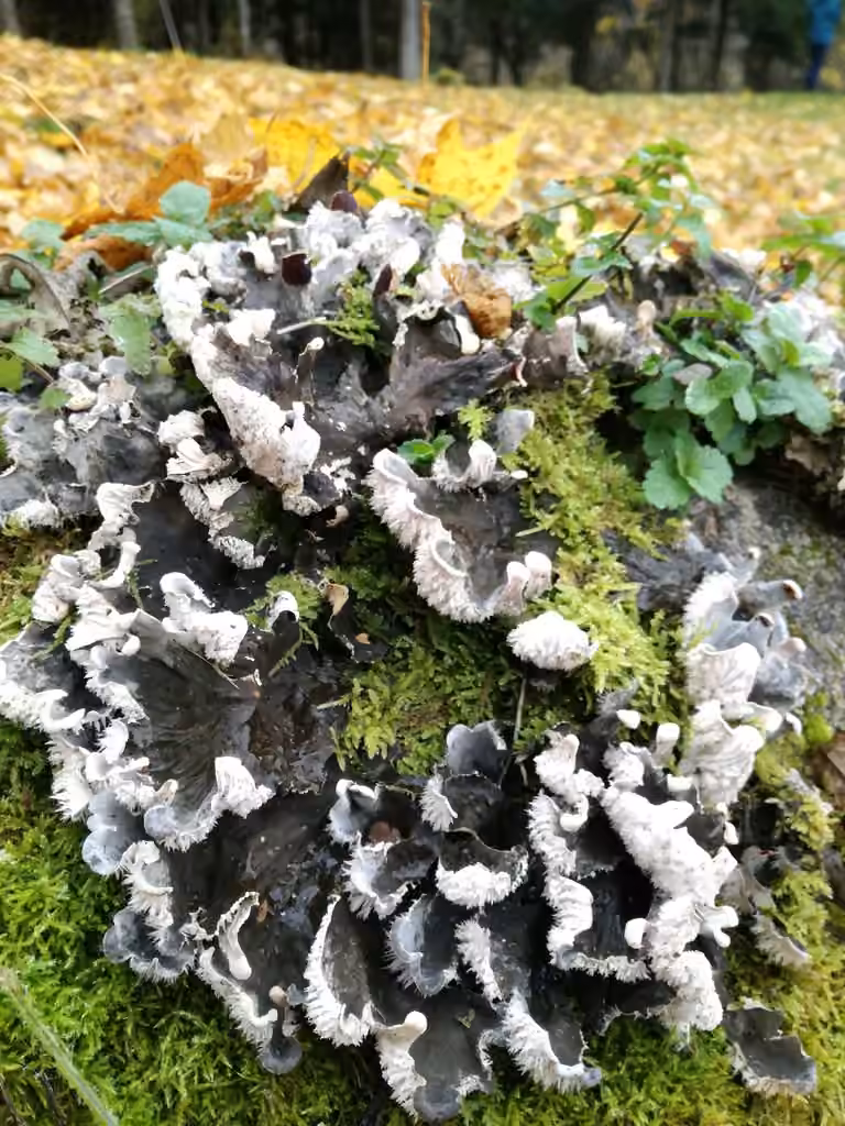 Peltigère des chiens, photo 3 sur 5