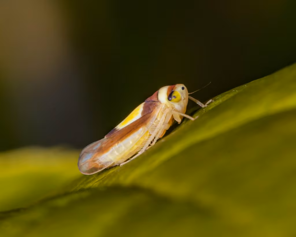Saddled Leafhopper, photo 3 of 5
