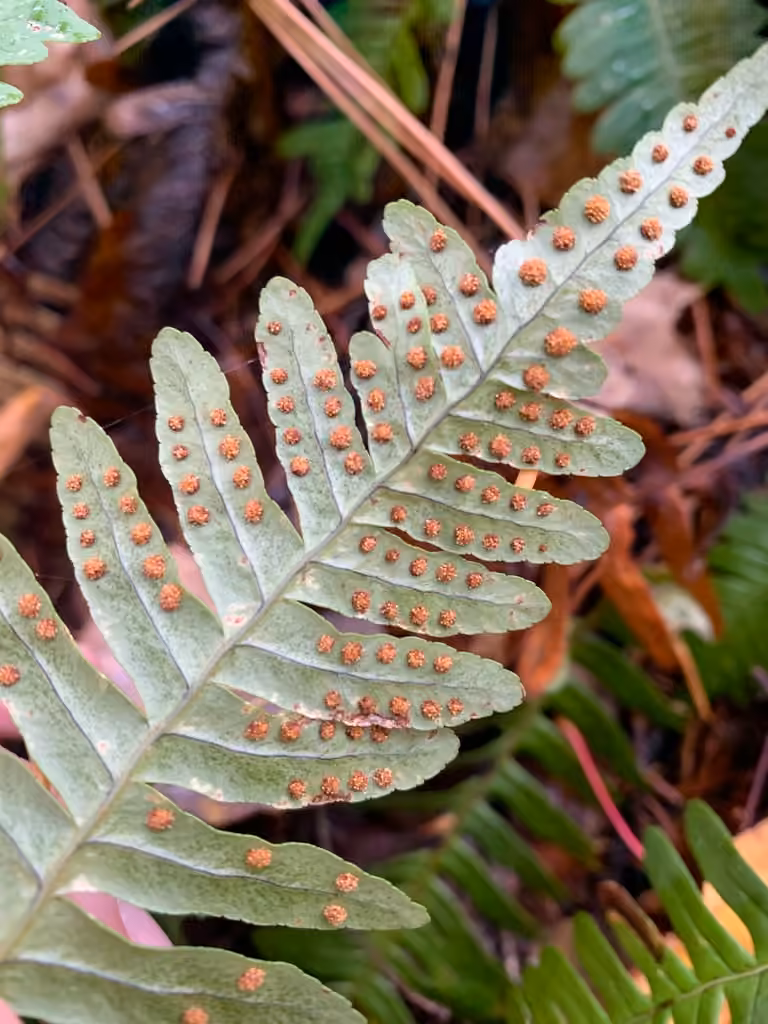 Polypode de Virginie, photo 2 sur 5