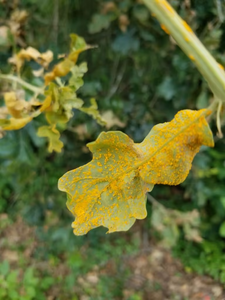 Pine-oak gall rust, photo 3 sur 5