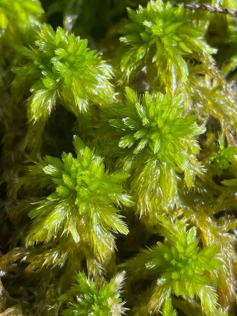 Torrey's sphagnum, photo 2 of 5