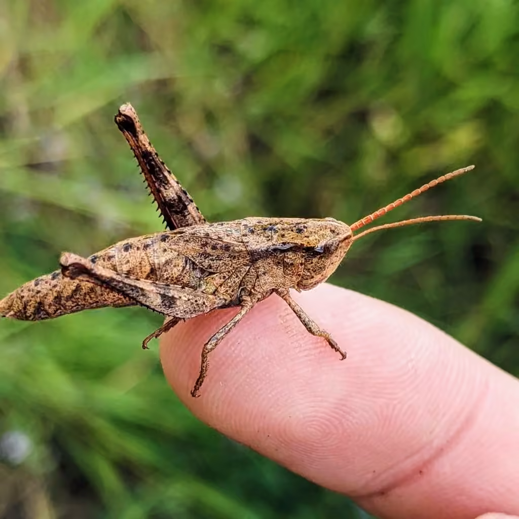 Rocky Mountain Sprinkled Locust, Nymph