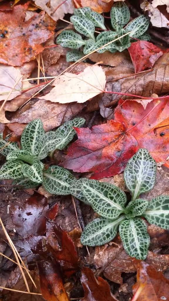 Downy rattlesnake-plantain, In fruit