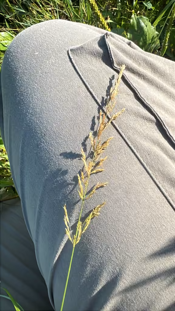 Creeping bentgrass, In fruit