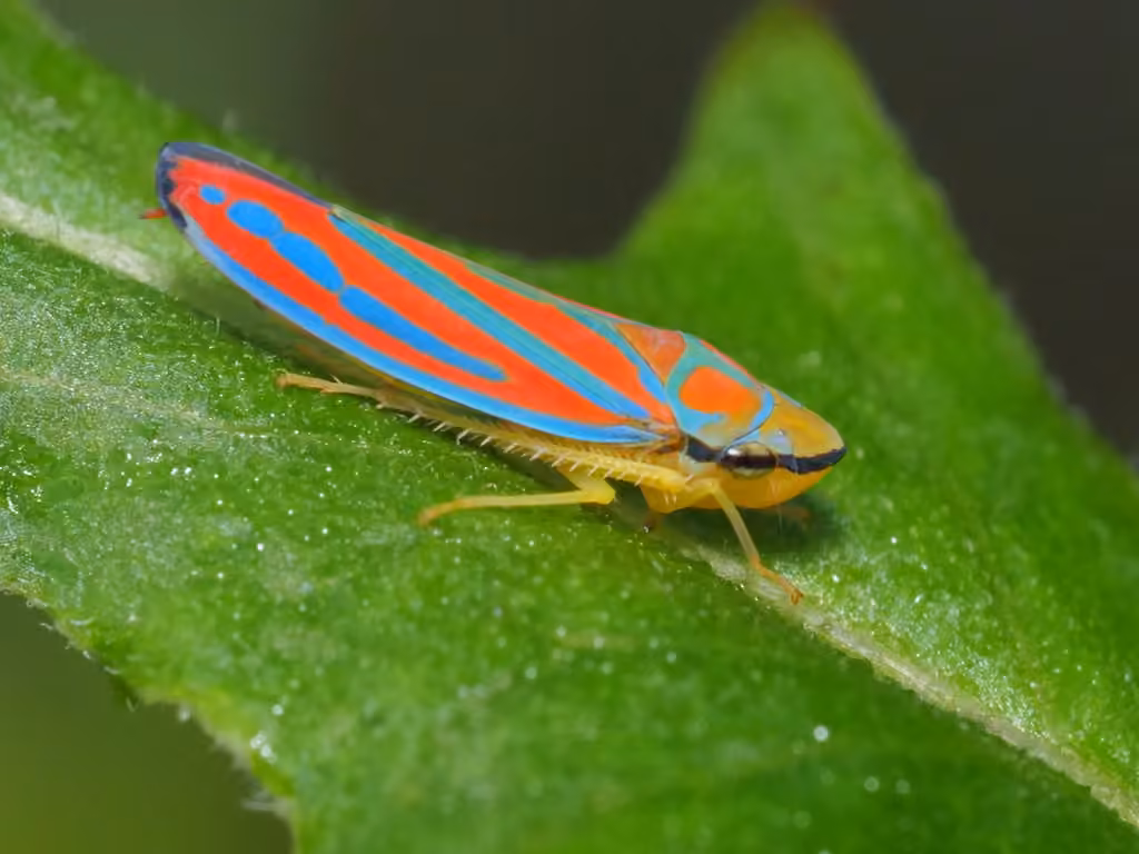 Cicadelle multicolore, Adulte