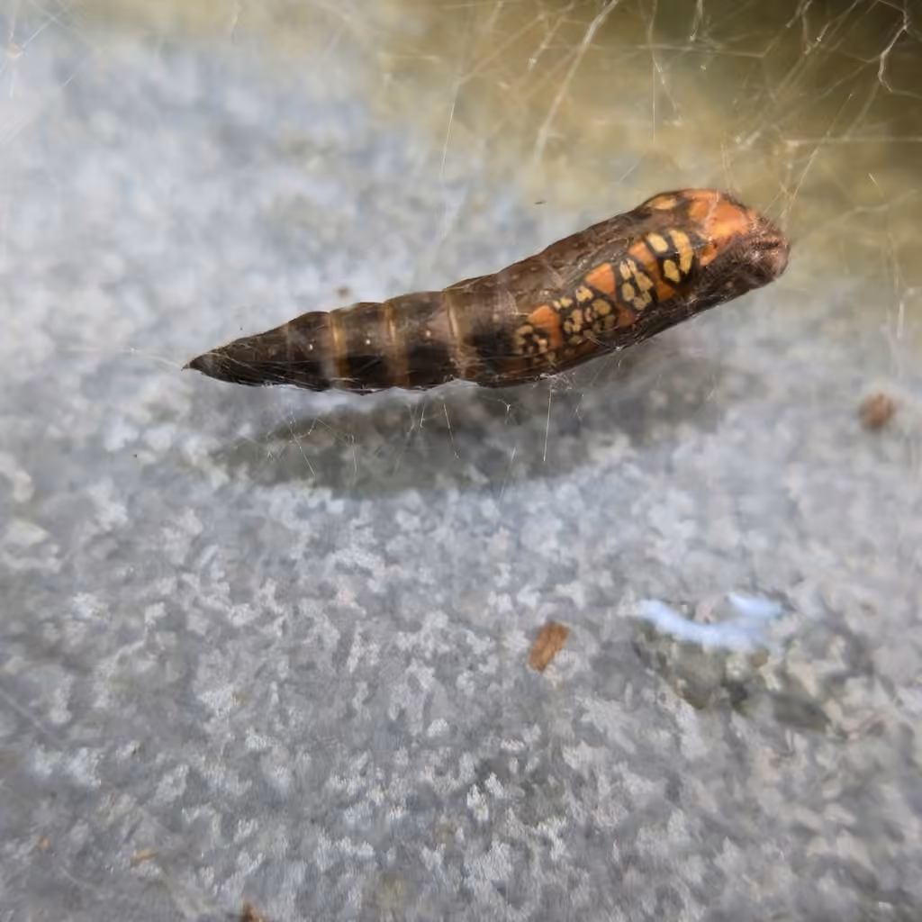 Ailanthus Webworm Moth, Pupe