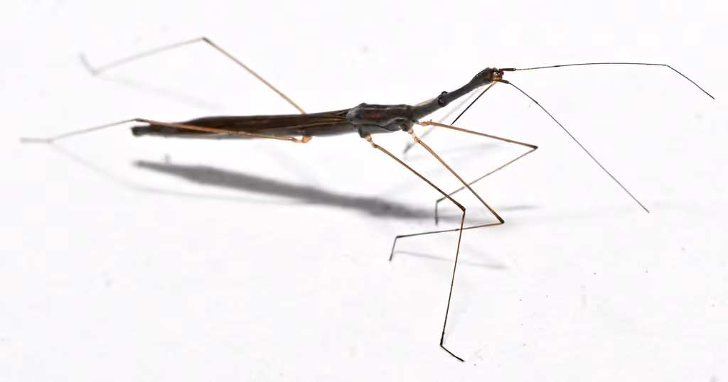 Martin's marsh treader, Male