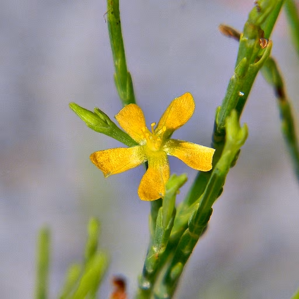 Millepertuis fausse-gentiane, photo 1 sur 5